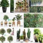 Collection Plant 2020 Part 1